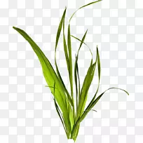 草本植物剪贴画-优雅的好小光匆匆-空若网 草本植物剪贴画-优雅的好小光匆匆-空若网