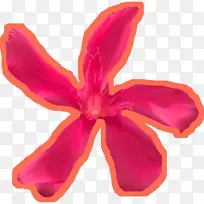 开花植物粉红色m-空若网 开花植物粉红色m-空若网