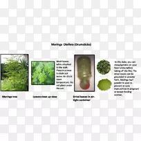 ÇÇÒ¶Ê߲˲ÝÖ²Îï¾¥¿Æ-¿ÕÈôÍø ÇÇÒ¶Ê߲˲ÝÖ²Îï¾¥¿Æ-¿ÕÈôÍø