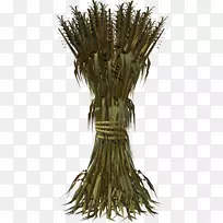 ���ײ�-��Ѫ��-������