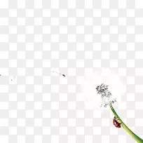 瓷砖地板角蒲公英图案蒲公英-空若网 瓷砖地板角蒲公英图案蒲公英-空若网