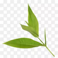 叶博客植物茎叶-空若网 叶博客植物茎叶-空若网