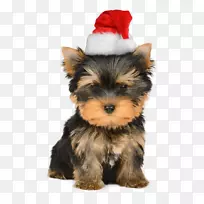 Ô¼¿Ë¿¤Ð¡¹·Ê¥µ®ÀÏÈËÊ¥µ®ºØ¿¨-С¹·-¿ÕÈôÍø Ô¼¿Ë¿¤Ð¡¹·Ê¥µ®ÀÏÈËÊ¥µ®ºØ¿¨-С¹·-¿ÕÈôÍø