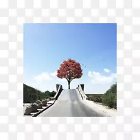 原木摄影树花木-空若网 原木摄影树花木-空若网