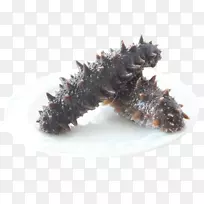 海参作为食物载体-海参-空若网 海参作为食物载体-海参-空若网