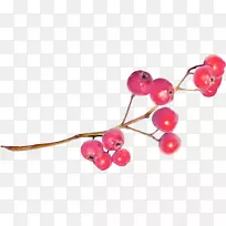 粉红胡椒、奥格里斯摄影剪贴画-空若网 粉红胡椒、奥格里斯摄影剪贴画-空若网