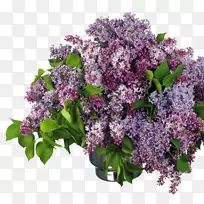 丁香夹艺术-丁香-空若网 丁香夹艺术-丁香-空若网