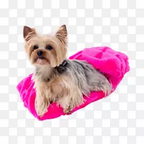 约克郡猎犬,澳大利亚丝状猎犬,莫基凯恩猎犬,澳大利亚猎犬-小狗-空若网 约克郡猎犬,澳大利亚丝状猎犬,莫基凯恩猎犬,澳大利亚猎犬-小狗-空若网