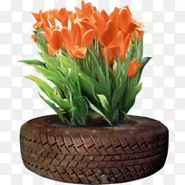 郁金香花胎-空若网 郁金香花胎-空若网