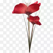 剪花博客剪贴艺术-花卉-空若网 剪花博客剪贴艺术-花卉-空若网