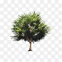 迷迭香植物-城市植物-空若网 迷迭香植物-城市植物-空若网