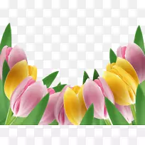 郁金香花手绘郁金香-空若网 郁金香花手绘郁金香-空若网