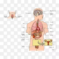 内分泌系统内分泌腺人体激素功能-功能-空若网 内分泌系统内分泌腺人体激素功能-功能-空若网