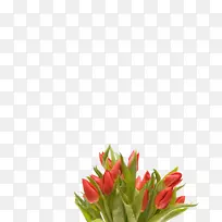 郁金香花束桌面壁纸-郁金香-空若网 郁金香花束桌面壁纸-郁金香-空若网