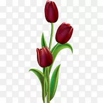 郁金香花画花艺剪贴画郁金香-空若网 郁金香花画花艺剪贴画郁金香-空若网