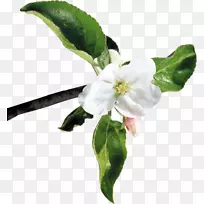 切花苹果花桃枝-空若网 切花苹果花桃枝-空若网