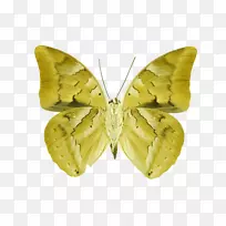 杀虫蛾-Ramses II-空若网 杀虫蛾-Ramses II-空若网