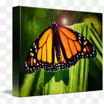 帝王蝶,夜蛾科,乳臭未干-光滑的蝴蝶-空若网 帝王蝶,夜蛾科,乳臭未干-光滑的蝴蝶-空若网