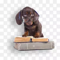 拉布拉多犬猎犬澳大利亚牧羊犬训练-空若网 拉布拉多犬猎犬澳大利亚牧羊犬训练-空若网