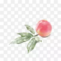 水彩画桃花插图-空若网 水彩画桃花插图-空若网