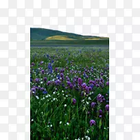 ޹�²���ɫǽֽ-޹�²���-������