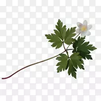 ������Ӱ������-������