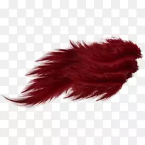 红色羽毛翅膀-美丽的红色羽毛-空若网 红色羽毛翅膀-美丽的红色羽毛-空若网