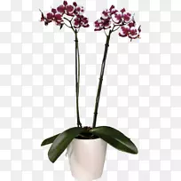 飞蛾兰花花园玫瑰品种花-空若网 飞蛾兰花花园玫瑰品种花-空若网