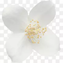 蛾兰、木兰科、花瓣-空若网 蛾兰、木兰科、花瓣-空若网