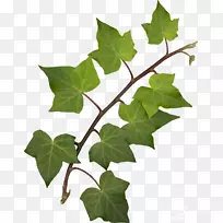 叶博客光栅图形绿叶-空若网 叶博客光栅图形绿叶-空若网