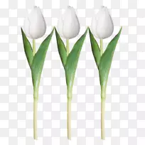 郁金香白色剪贴画-涂上白色郁金香-空若网 郁金香白色剪贴画-涂上白色郁金香-空若网