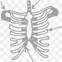 人骨骼.人体骨骼载体材料-空若网 人骨骼.人体骨骼载体材料-空若网
