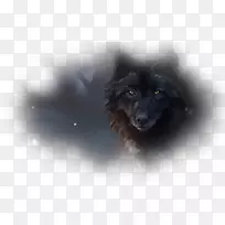 狗培育桌面壁纸鼻子电脑狗-空若网 狗培育桌面壁纸鼻子电脑狗-空若网