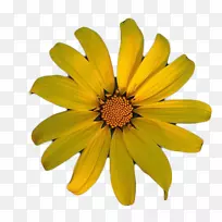 菊花,野菊花-空若网 菊花,野菊花-空若网