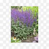 Ó¢¹úÞ¹Ò²ݣ¬ÆÕͨÊóβ²Ý£¬³Ý×´Ë®ÏÉ£¬Ñǹàľ-¿ÕÈôÍø Ó¢¹úÞ¹Ò²ݣ¬ÆÕͨÊóβ²Ý£¬³Ý×´Ë®ÏÉ£¬Ñǹàľ-¿ÕÈôÍø