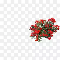 õ���ľ������-����-������