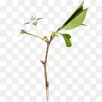 ¿ª»¨¹ûÊ÷-¿ÕÈôÍø ¿ª»¨¹ûÊ÷-¿ÕÈôÍø