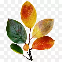 Ҷ�����������-Ҷ-������