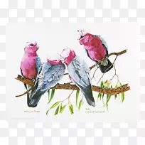 澳洲云霄飞车鸟席深红色玫瑰鸟-空若网 澳洲云霄飞车鸟席深红色玫瑰鸟-空若网