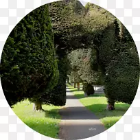 树篱园林植物造景树-空若网 树篱园林植物造景树-空若网