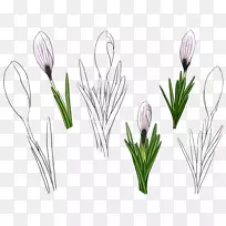 郁金香花手绘郁金香-空若网 郁金香花手绘郁金香-空若网