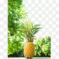 菠萝-菠萝的外面-空若网 菠萝-菠萝的外面-空若网