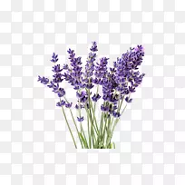 Ó¢¹úÞ¹Ò²ÝÓÍÖ²Îï·¨¹úÞ¹Ò²ÝÖ²Îï-¿ÕÈôÍø Ó¢¹úÞ¹Ò²ÝÓÍÖ²Îï·¨¹úÞ¹Ò²ÝÖ²Îï-¿ÕÈôÍø