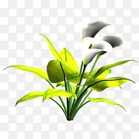 切花植物茎叶开花植物叶-空若网 切花植物茎叶开花植物叶-空若网