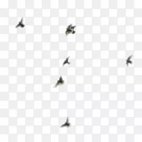 线群昆虫膜天鸽-空若网 线群昆虫膜天鸽-空若网