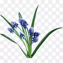 �����ӻ�Ӣ��޹�²�С�廨-������