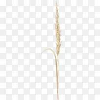 ºÌ±¾¿Æ¹ÈÎïʳƷ¼ÒÍ¥-¿ÕÈôÍø ºÌ±¾¿Æ¹ÈÎïʳƷ¼ÒÍ¥-¿ÕÈôÍø