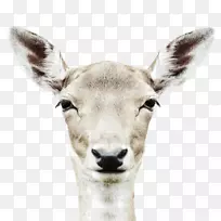 ����Ф��-¹Ф����Ӱ-������