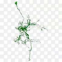 Сֲ֦�ﾥҶ����ֲ��Ҷ-������