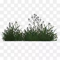 ֲ���ľ-ֲ��͵���ʱ5��-������